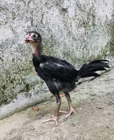 Thi Cross Aseel chicks for sale