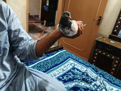 High Quality Teddy Kabootar For Sale (خوبصورت ٹیڈی کبوتر)