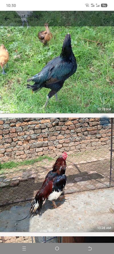 Aseel male female for sale