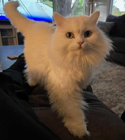 parsian triple coat