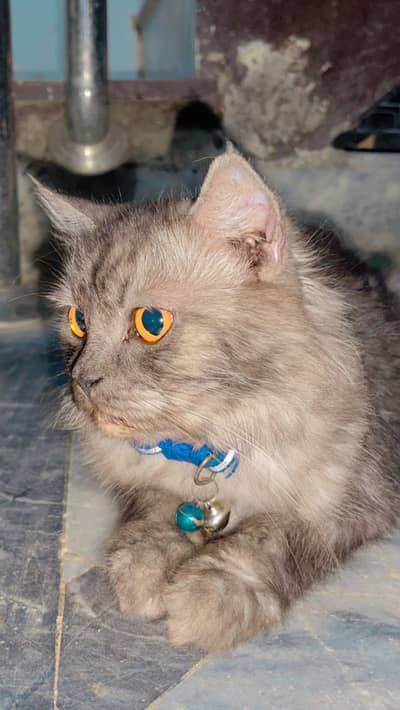 Persian kitten for sale