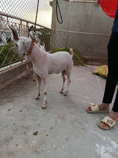 2 male taapray available for sale