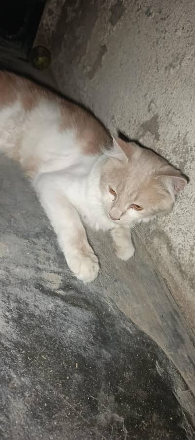 cat Persian cat cash on delivery