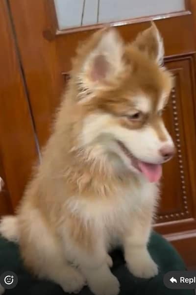 Pure Siberian Husky Male Puppy | 3 Months | Vaccinated