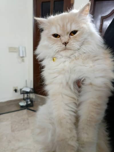 Persian pair available for adoption