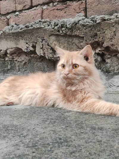 Persian cat male