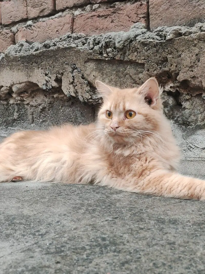 Persian cat male