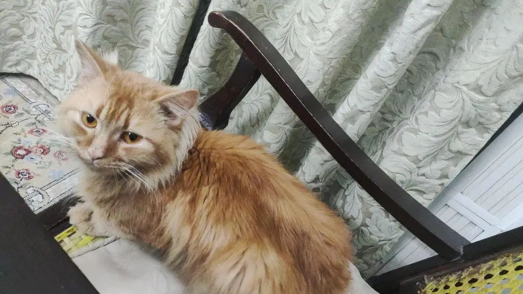 Persian cat male — photo 2