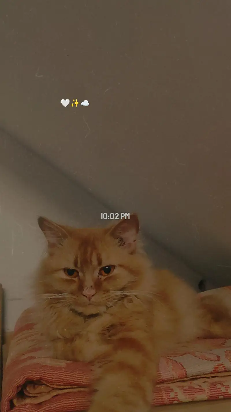 Persian cat male — photo 3