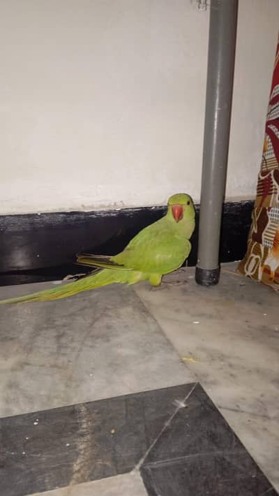 parrot