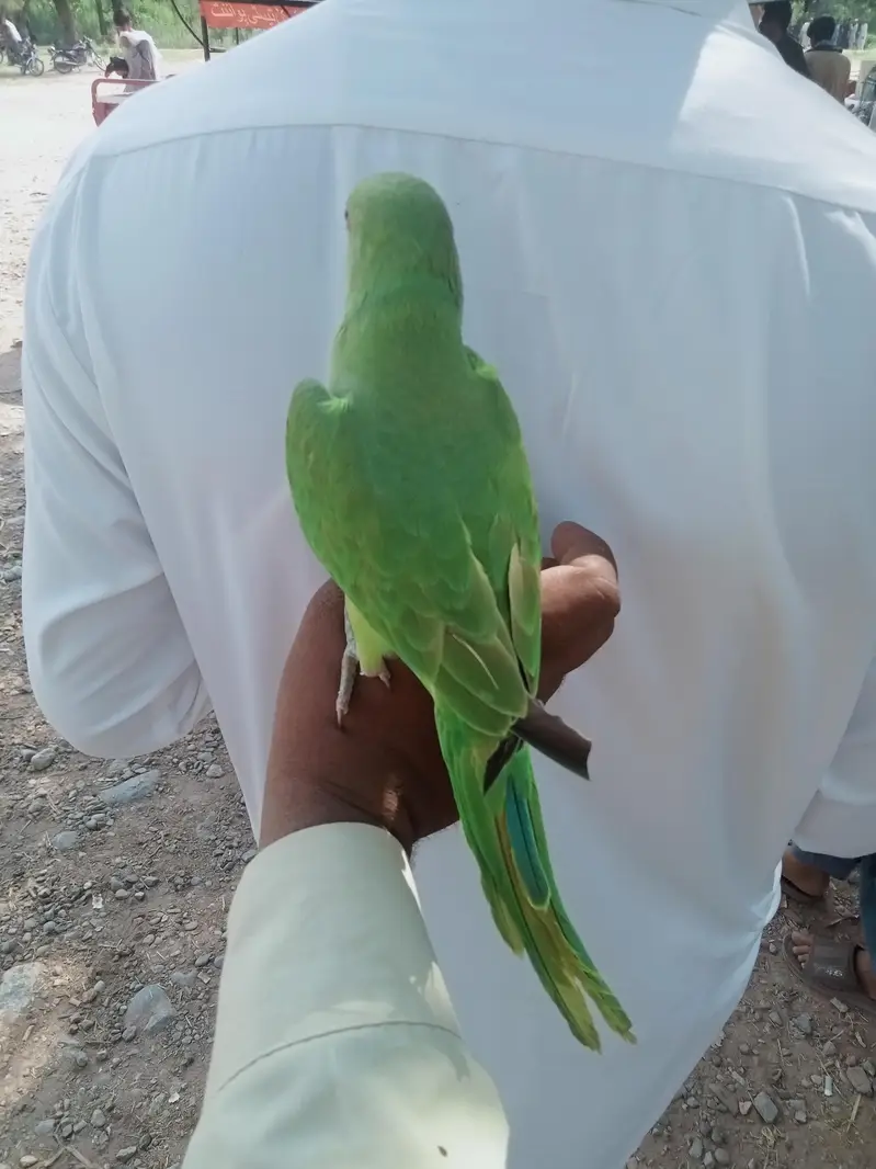 (Katha) Full Hand Tame Friendly Green Ringneck Pathy Available — photo 3
