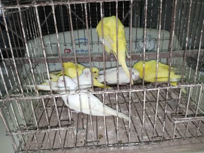 Budgies for Sale