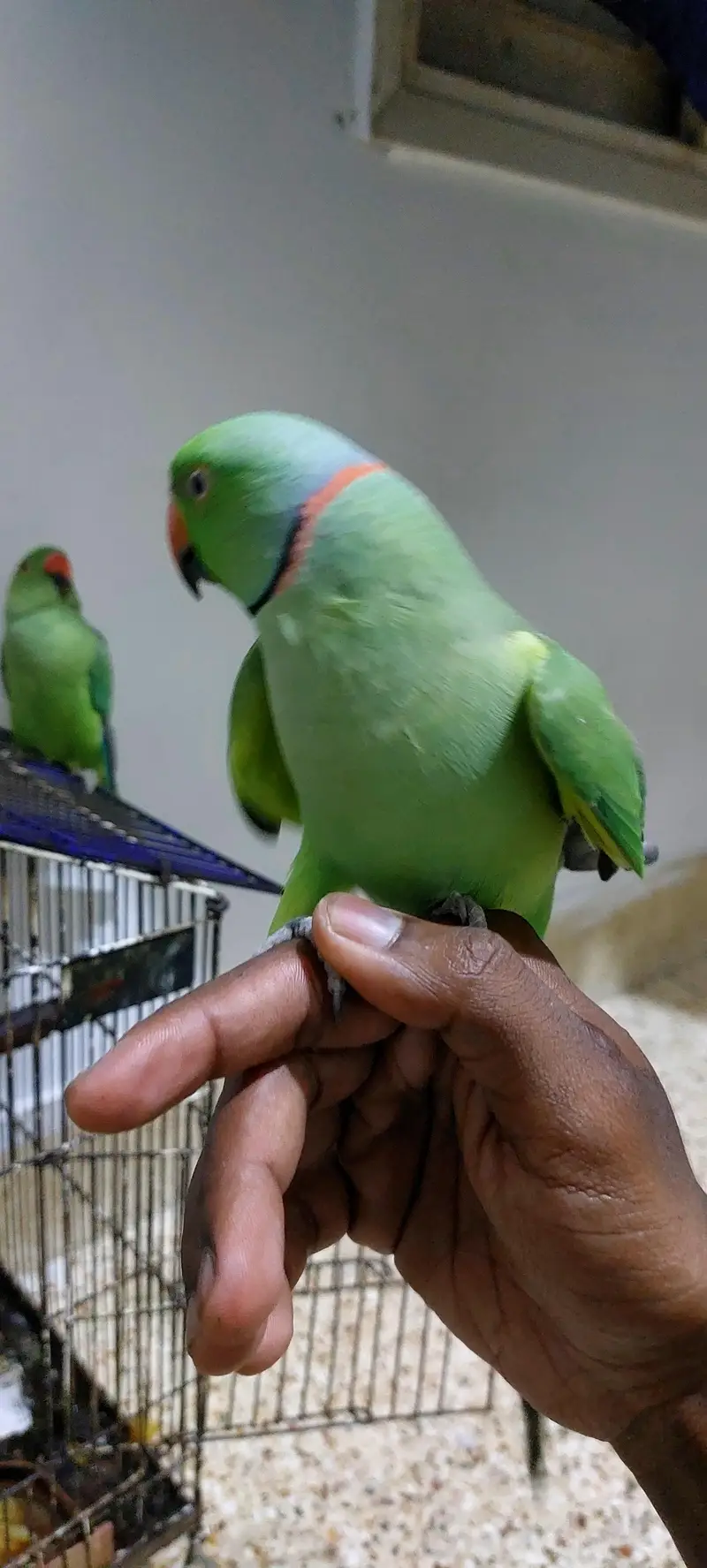 Ringneck hand tam parrot