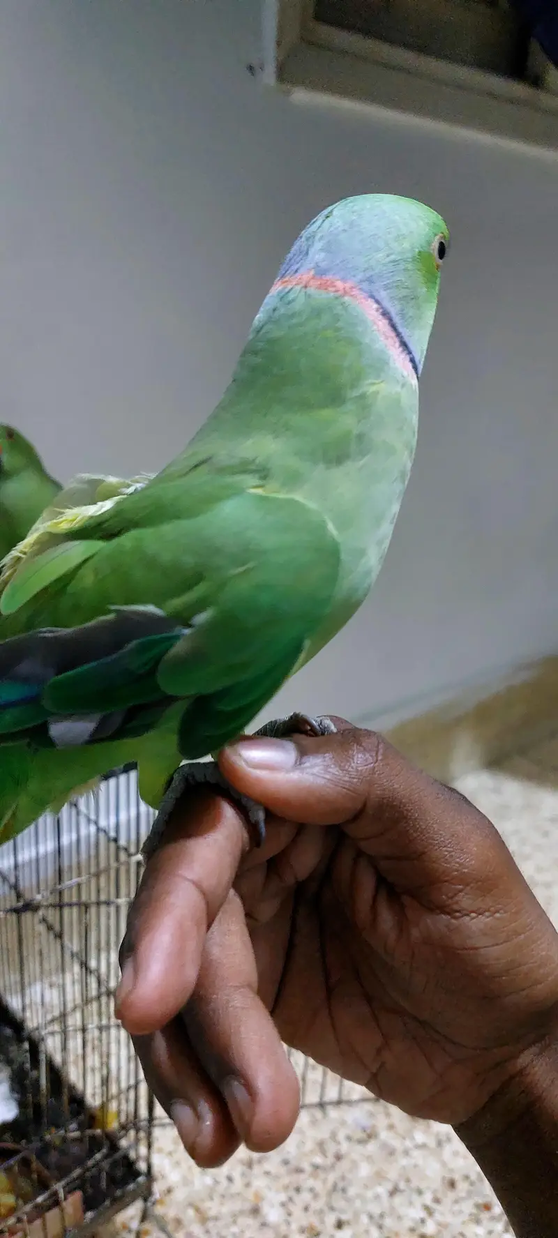 Ringneck hand tam parrot — photo 2
