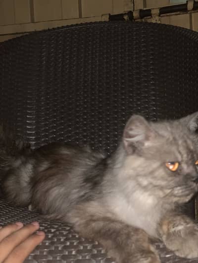 Persiin cat female