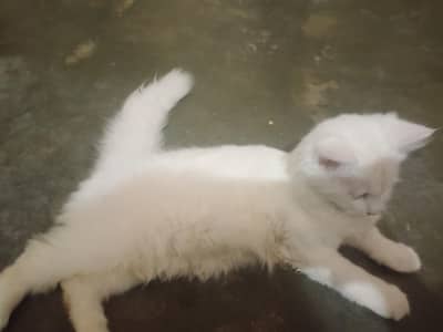 Persian cat