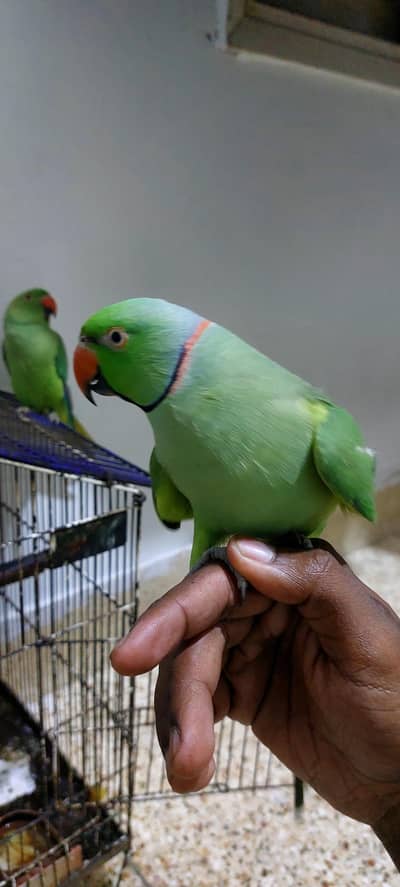 Hand Tam ringneck