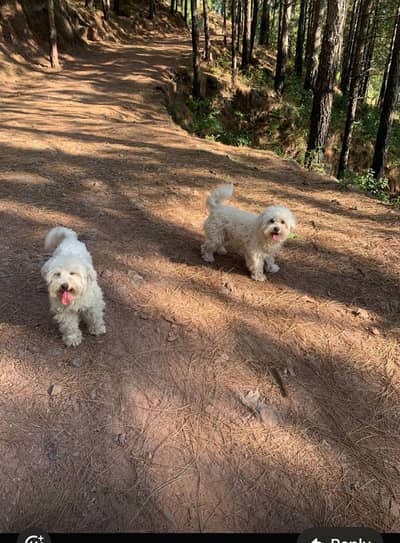 Maltese pair of dogs
