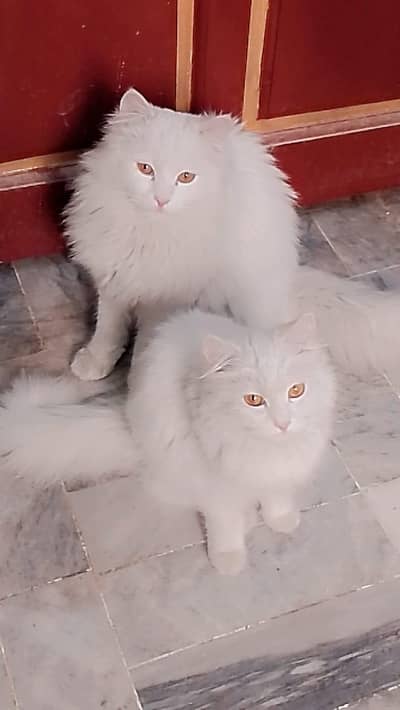 Persian breed   pair. play full   searching for. loving family