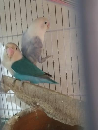 love bird breeder pair