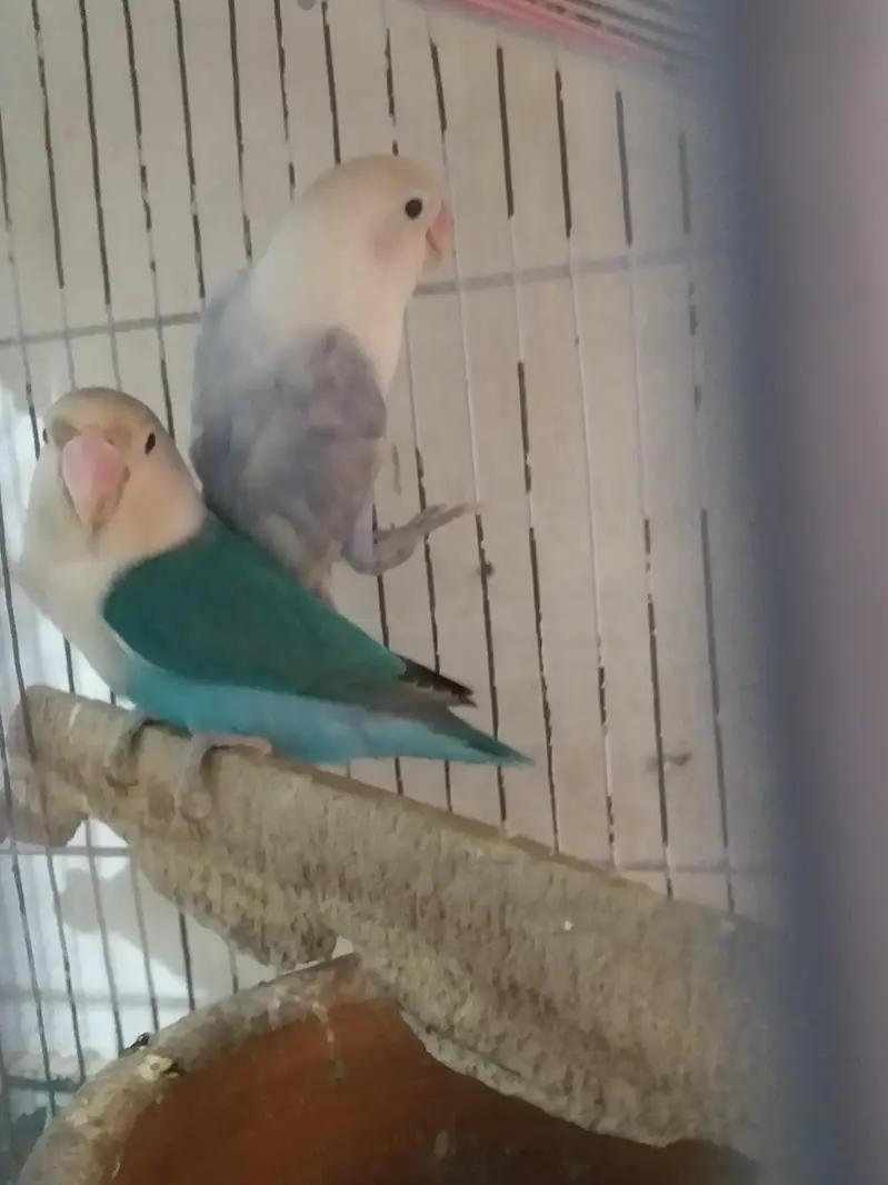 love bird breeder pair