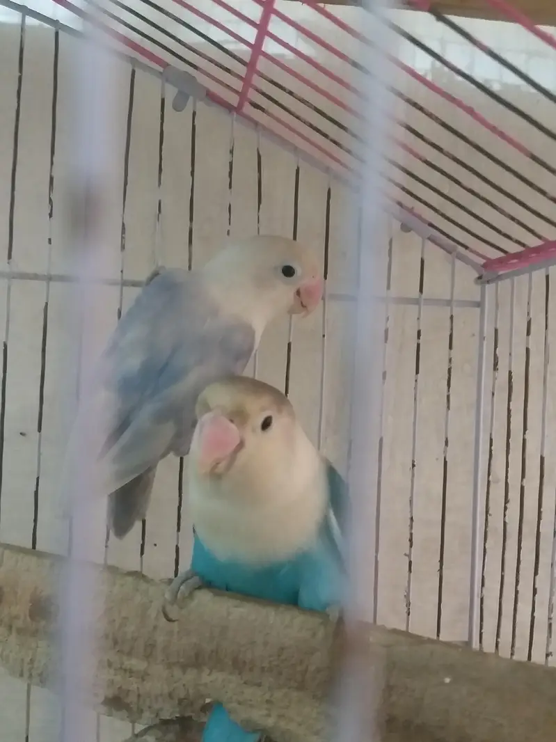 love bird breeder pair — photo 2