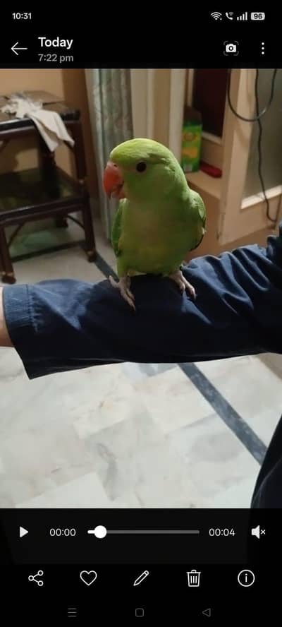 ring neack hand tam baby parrot