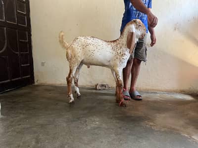 goat for sale with 2 kids