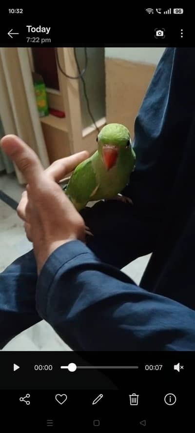 beautiful baby parrot hand tame