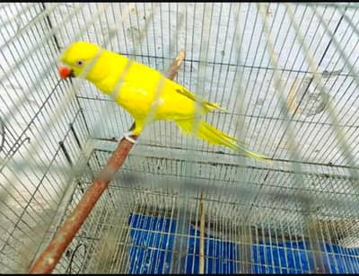 yellow female 03170377493