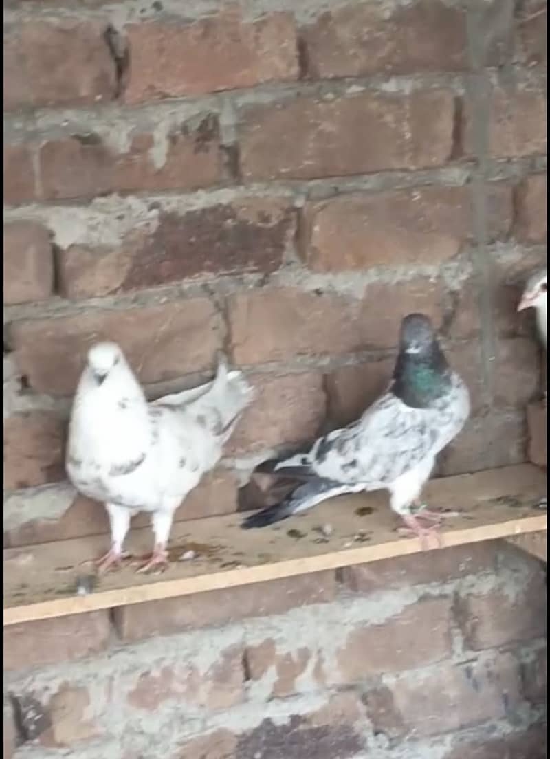 rampuri 1
