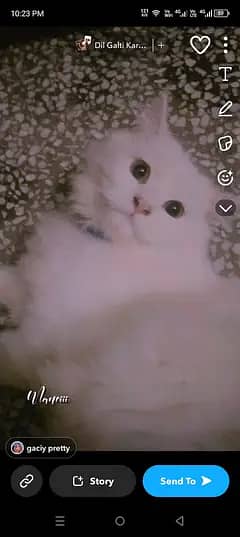 beautiful cat