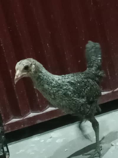 Hen chicks