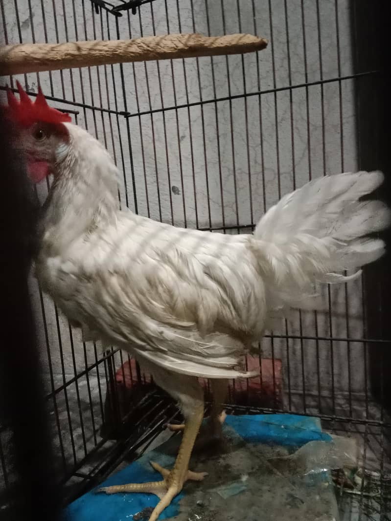 Hen chicks 1