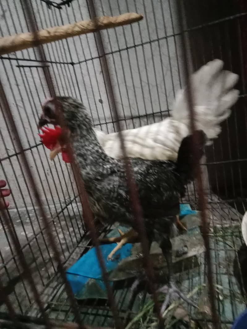 Hen chicks 2