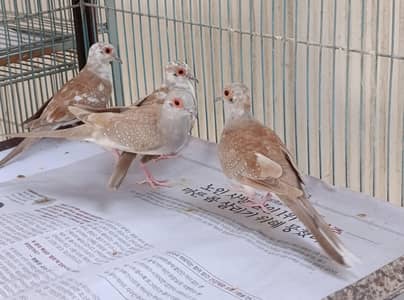 Red pied dove pathay 7 pcs| Fawn Java clear pathay 5 pcs