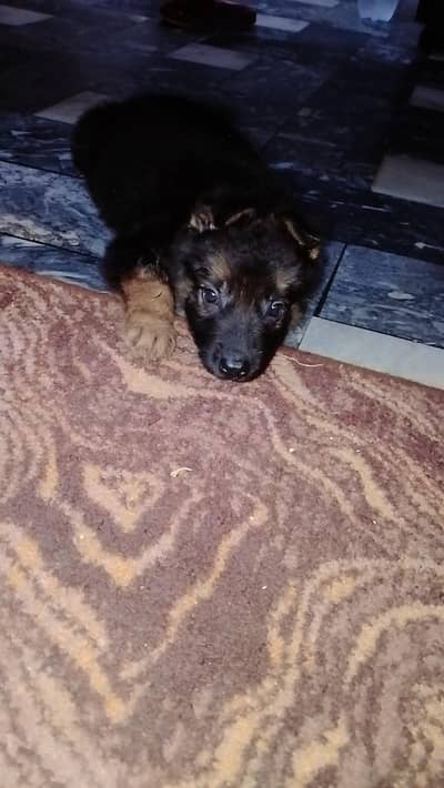 German shepherd long coat