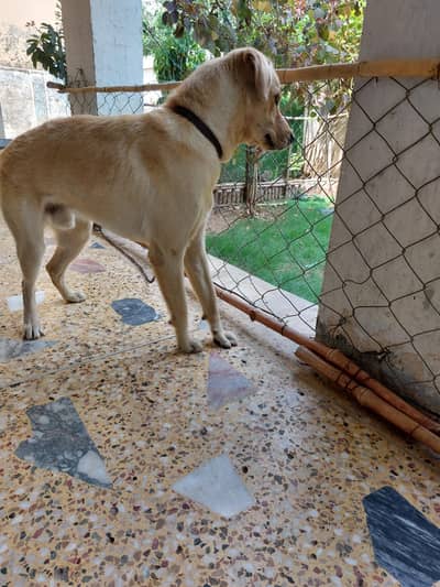 Labrador for sale
