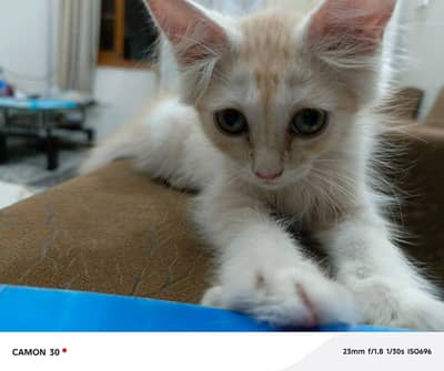 Kitten for sale (urgent)