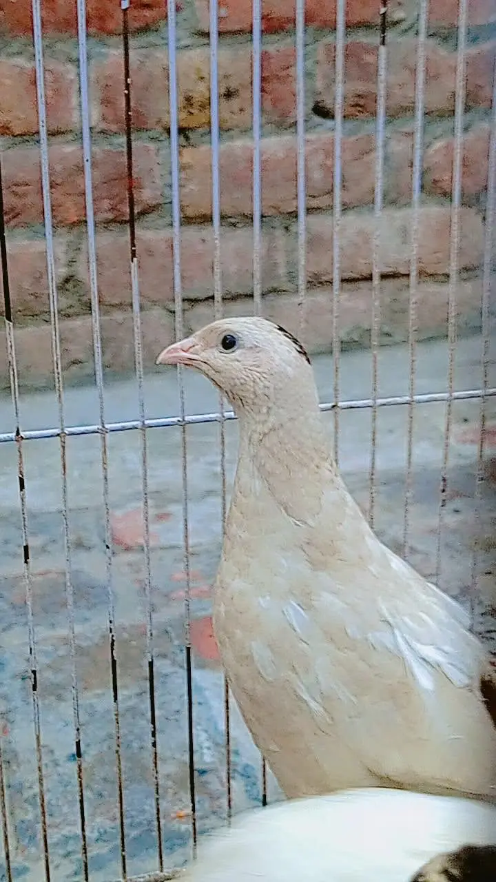 سفید اور براون بٹیرے