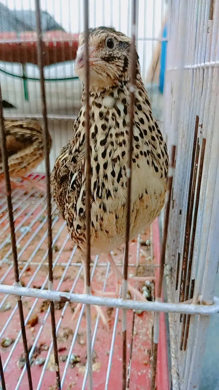 سفید اور براون بٹیرے — photo 2