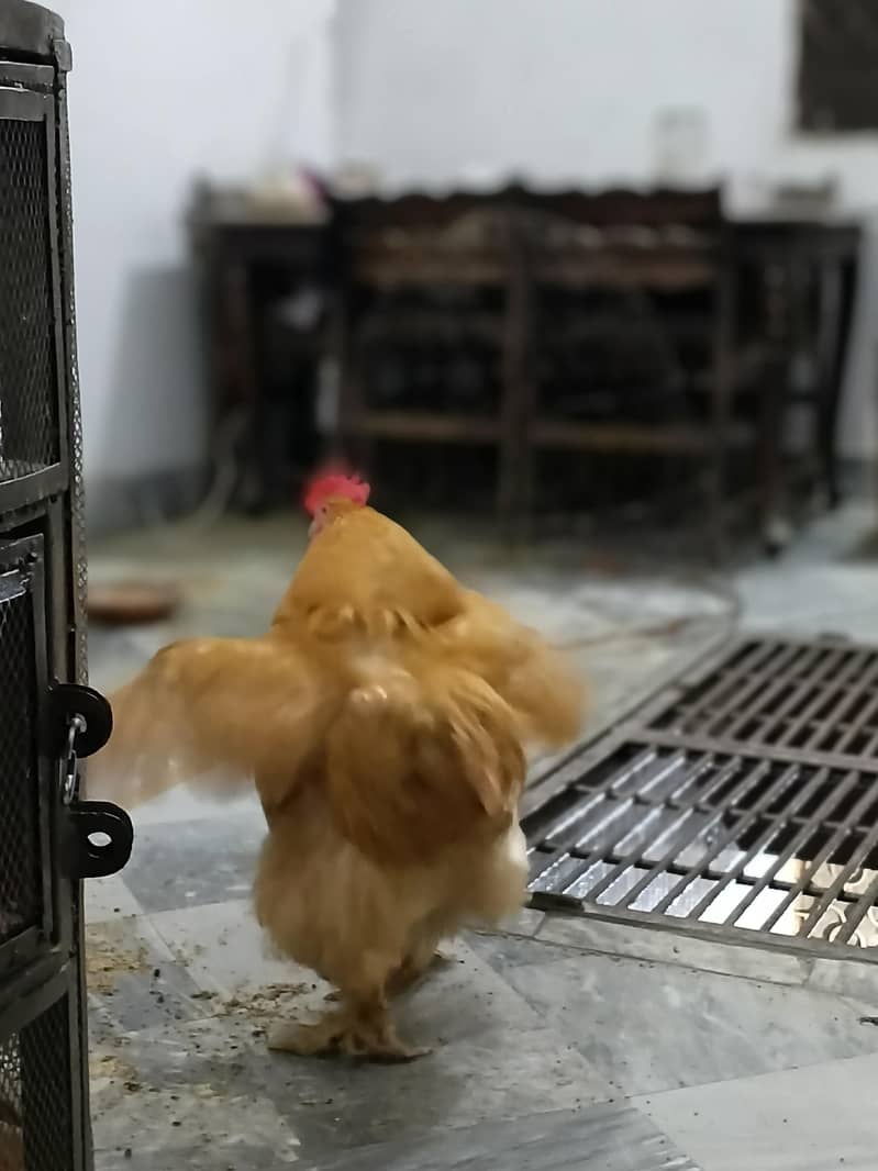 Golden buff 2