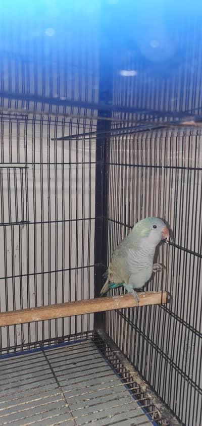 blue monk breeder male 0321/44/35/484