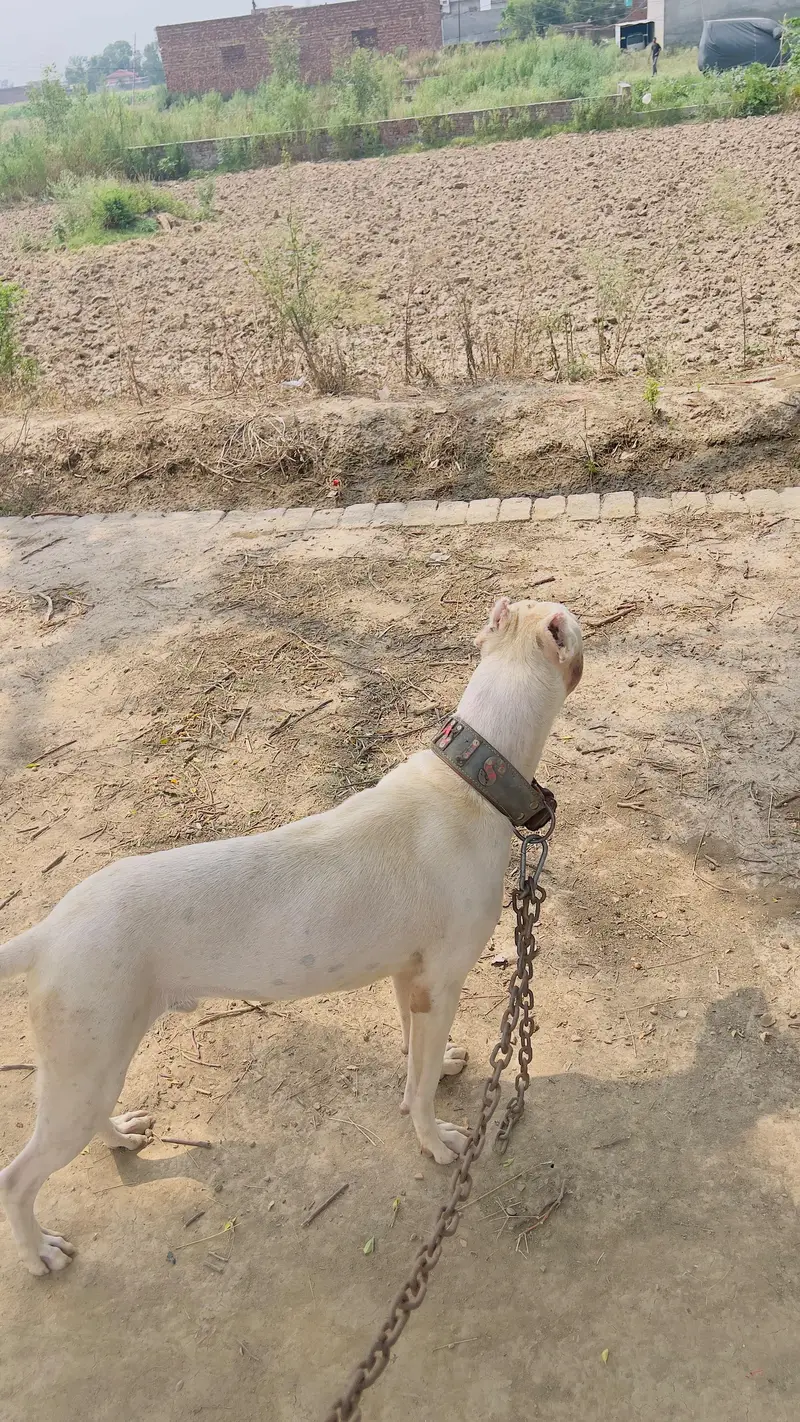 Sasta Bully Gultair — photo 2