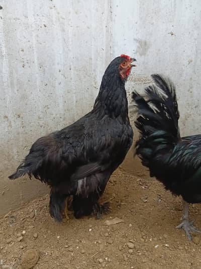 golden buff hen