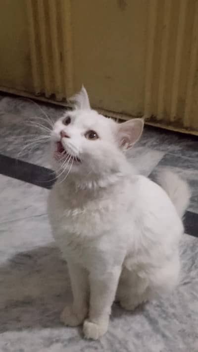White Persian Male Cat for Sale – Healthy & Friendly| golden eyes