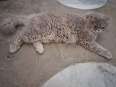 Persian Double Coat