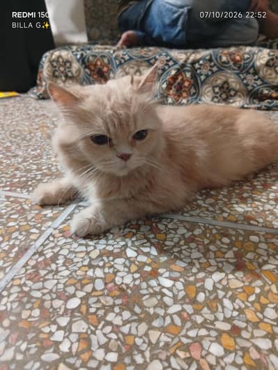 doll face cat 