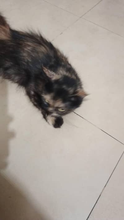 persion cat