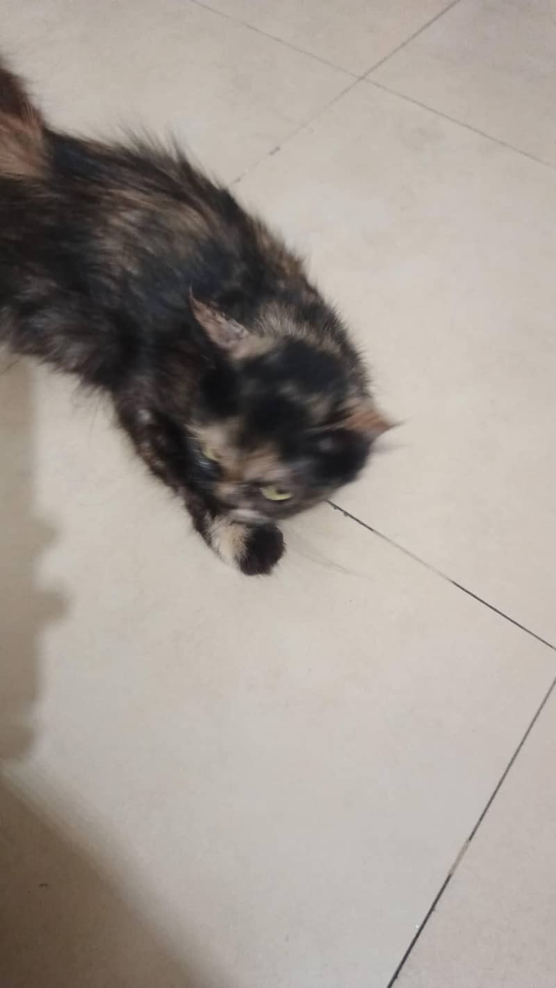 persion cat 0